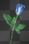 blue rose