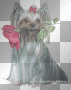 dog blink