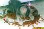 Hungrykitten