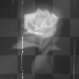 preddy rose
