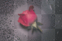water rose