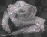 water droplet rose