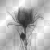 flower xray
