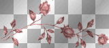 Red roses