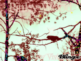 Pinky wood black bird