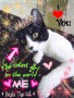 Panda The cat