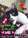 Panda The cat