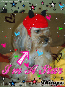 Hoshi The Dog