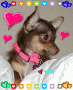 love dogs?