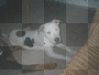SADIE