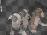 PITBULL PUPPIES