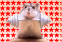 Hamster The Strong! Hamster The Strong!