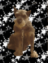 My dog Bandido Who  Died : (   