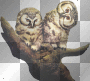 Owls in a tree