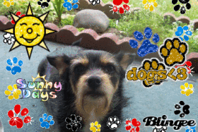 daisy