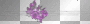 PURPLE FLOWERS