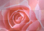 pink rose
