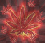Weed