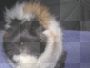 Nerys