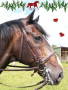 Dressage Horse
