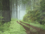 forest background
