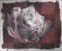 bloody rose