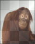 Monkey x