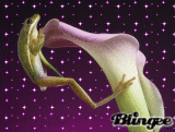 FrogLily