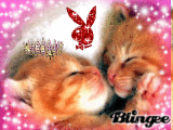 two kittens