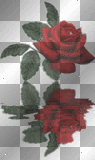 Red Rose