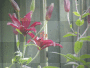 Lilys