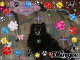 My dog Pepsi! My dog Pepsi!