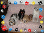 my dogs my dogs