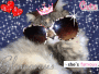 Prissy Kat