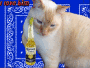 maveric my cat son