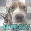 HI CUTIE DOG HI CUTIE DOG