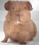 Guinea pig 1