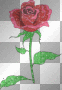 My Rose..