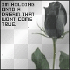 Dream