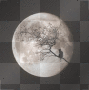 Cat Moon