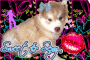 cute puppy dwog