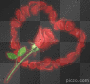 A Rose 2 Show LOVE