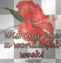 wonderful week flower