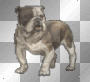 bulldog