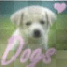 Dogs Dogs