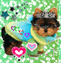 Cute Yorkie Cute Yorkie