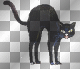 black cat