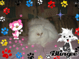 My Cat Sunuggles