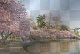 Cherry Blossom