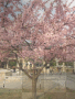 Cherry Blossom